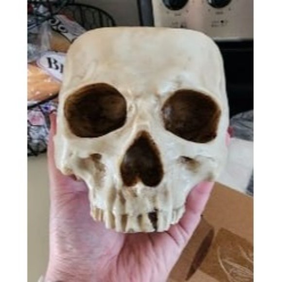 New Skull Planter Candy Bowl Resin Skull Shaped Flower Pot for Home Office - Picture 1 of 2